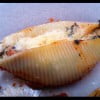 cooked stuffed shell