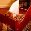 Dog in sleigh frame