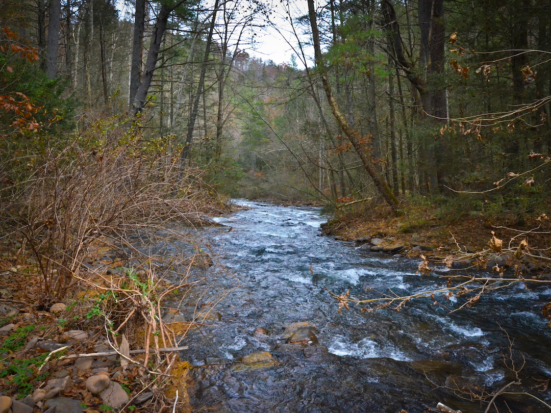 river flowing between treelines