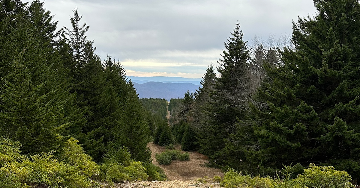 trees lining a path with rolling mountains in background